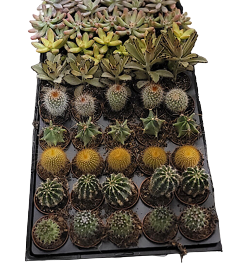 2" Cactus & Succulent Assortment